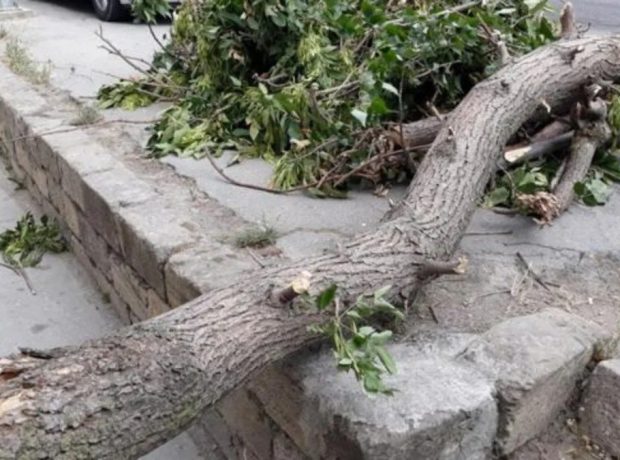 Bakıda güclü külək səbəbindən 34 ağac AŞIB